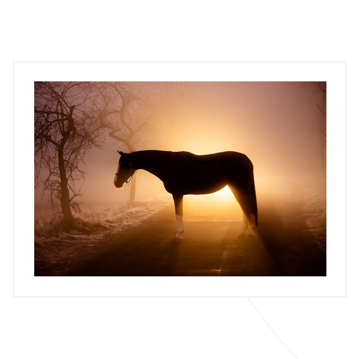  A Light in the Fog