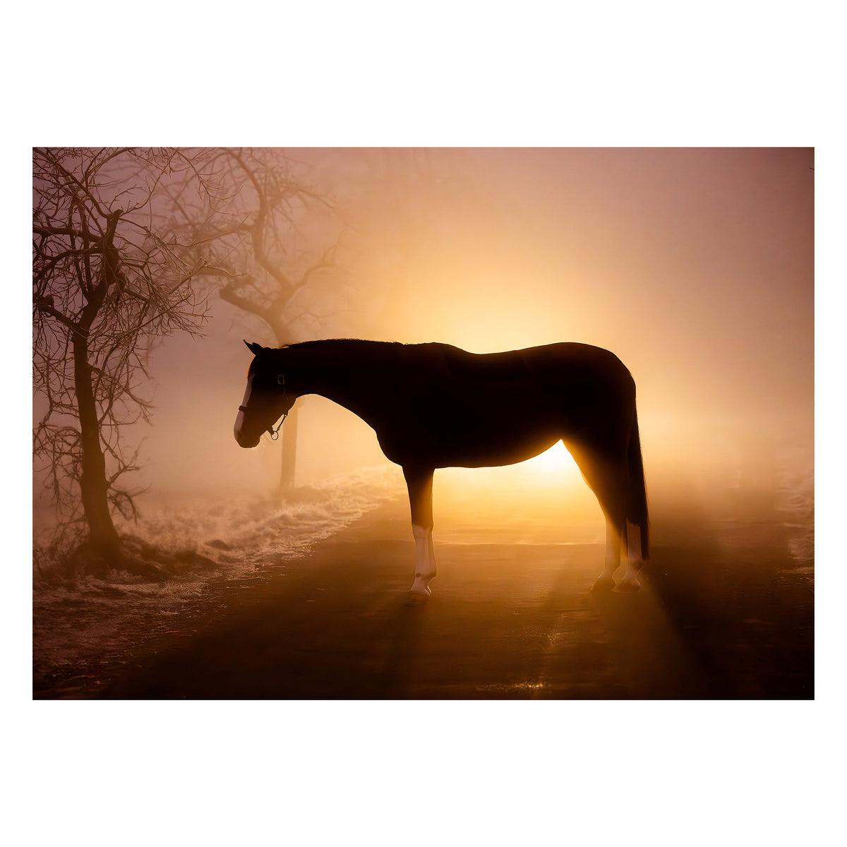  A Light in the Fog